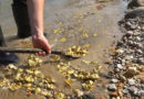 ऐसी नदी जहां पानी के साथ बहता है सोना, रेत छानने में लोगों की लगी कई पीढ़िया कमाई का बनी है जरिया