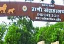 इंदौर में ज़ू दहाड़ेगा हरियाणा का शेर, प्रबंधन ने की ये खास तरह की तैयारी