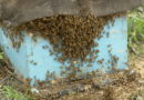मध्यप्रदेश के इस युवा की ऐसी बदली तक़दीर, मधुमक्खी पालन से अरुण द्विवेदी सालाना कर रहे इतनी कमाई