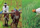 मध्यप्रदेश के किसानों के लिए बड़ी खबर, 5 फरवरी से समर्थन मूल्य पर इन फसलों का कराये पंजीयन