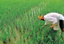 मध्यप्रदेश के किसानों के लिए बड़ी खबर, समर्थन मूल्य पर फसल बेचने के लिए 5 मार्च तक पूरा करे ये काम