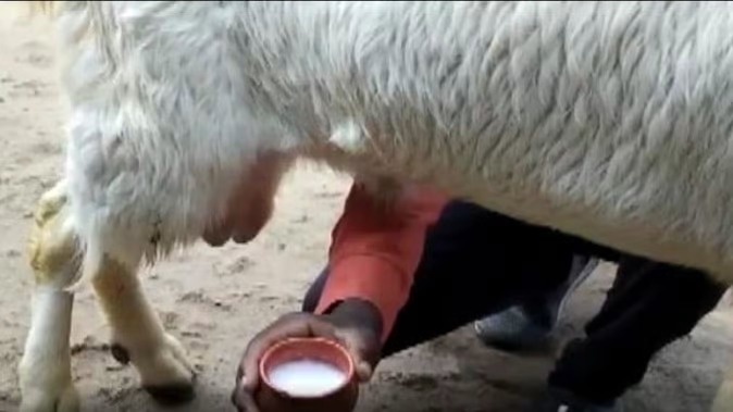 Goat Giving MIlk Burhanpur 1