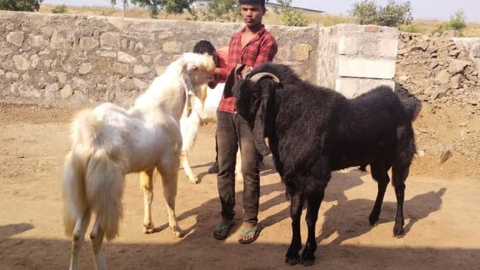 Goat Giving MIlk Burhanpur 2