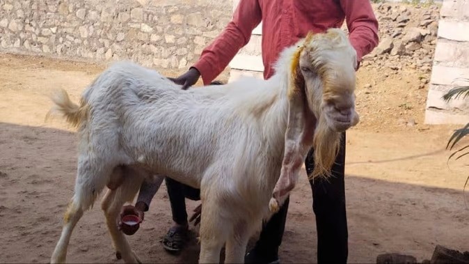 Goat Giving MIlk Burhanpur 3