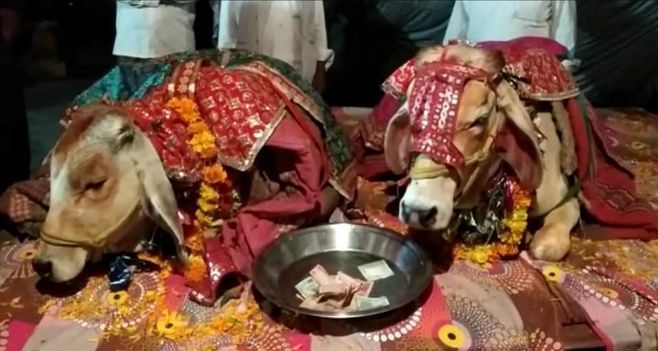 Unique Wedding in Sehore Madhya Pradesh 2
